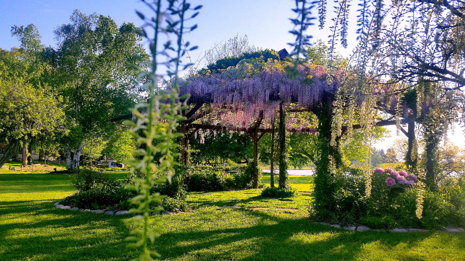 WISTERIA IN BLOOM ATOP FLOWERING GAZEBO; WHITE TREE WISTERIA IN FOREGROUND